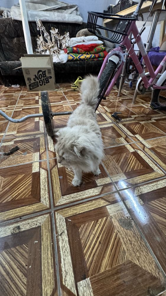 Кот вислоухий 1 год мальчик с лотком