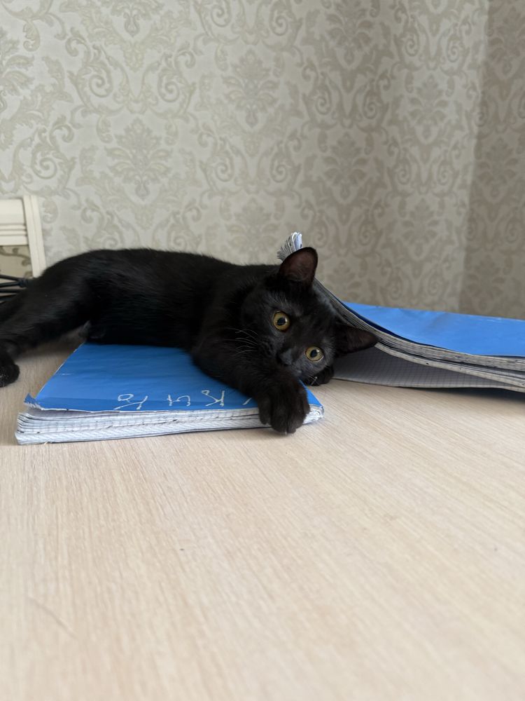 отдам хорошие руки, бесплатно