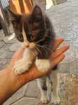 Отдам 2х игривистых Котят