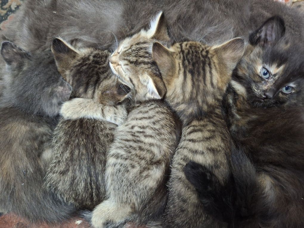 Котятки ищут дом