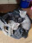 Отдам котят красивых