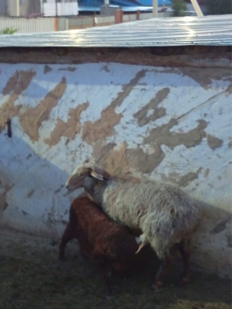 Продам барана с ягненком.