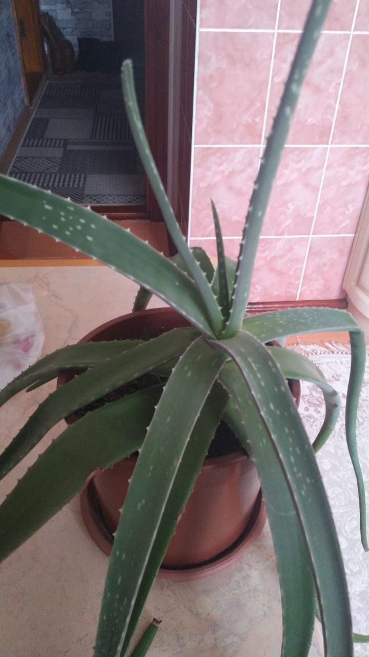 Алое сочный лечебный
