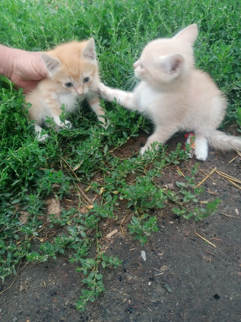 Отдам котят в добрые руки