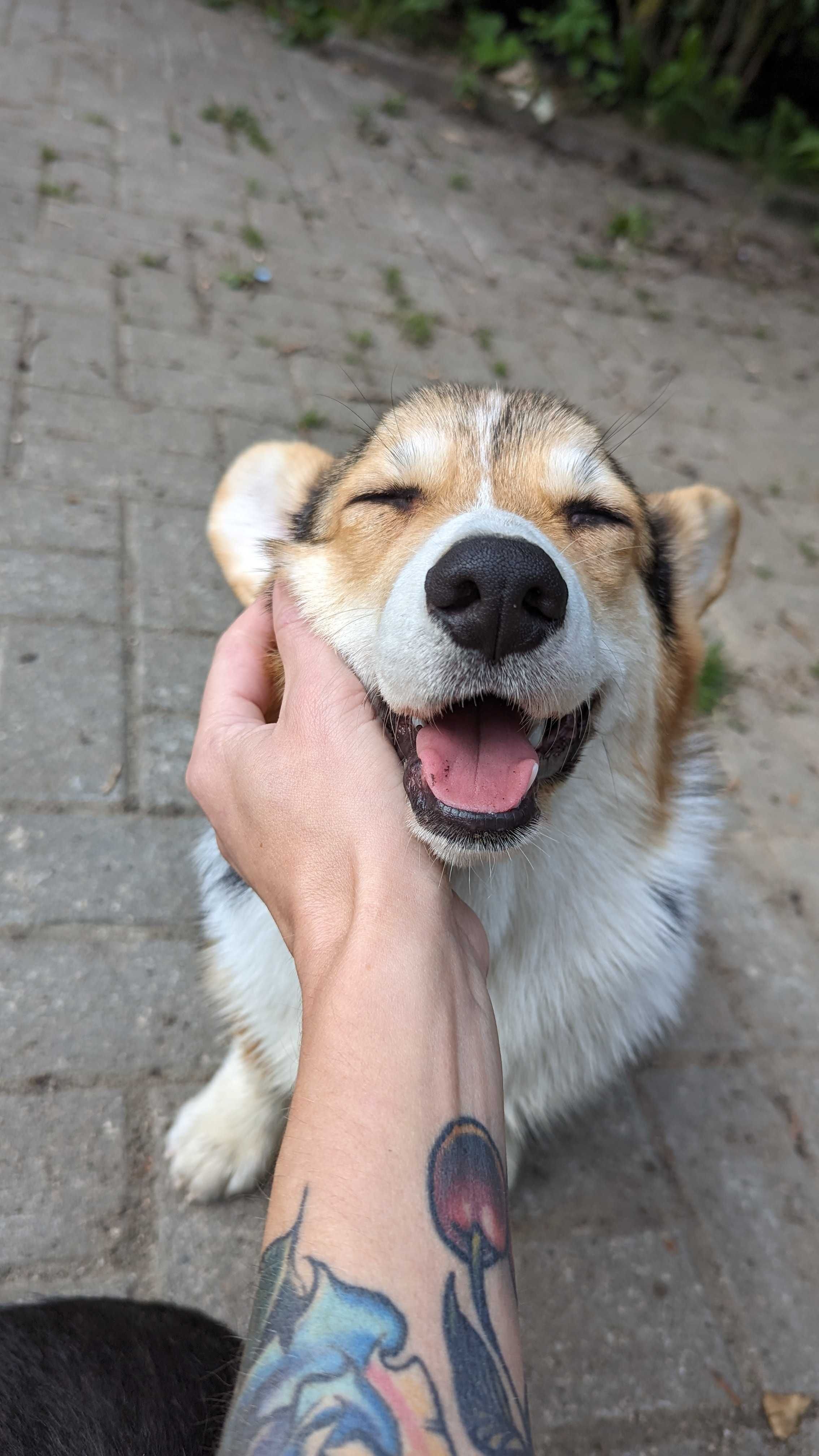 Чудный ребёнок вельш корги пемброк!