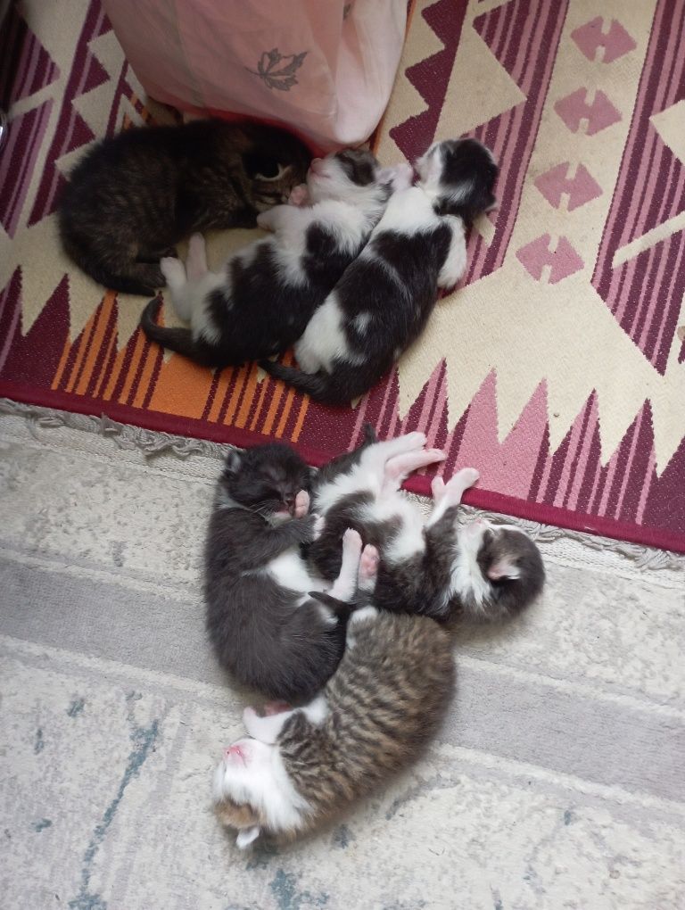 Отдаем котят в хорошие руки. Котята самостоятельные. К латку приучены