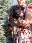 Самая лучшая в помёте, щенок ВЕО (восточноевропейская овчарка)!