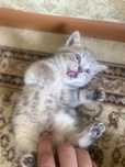 Котята британцы 1,5 мес