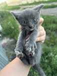 Отдам в хорошие руки котят
