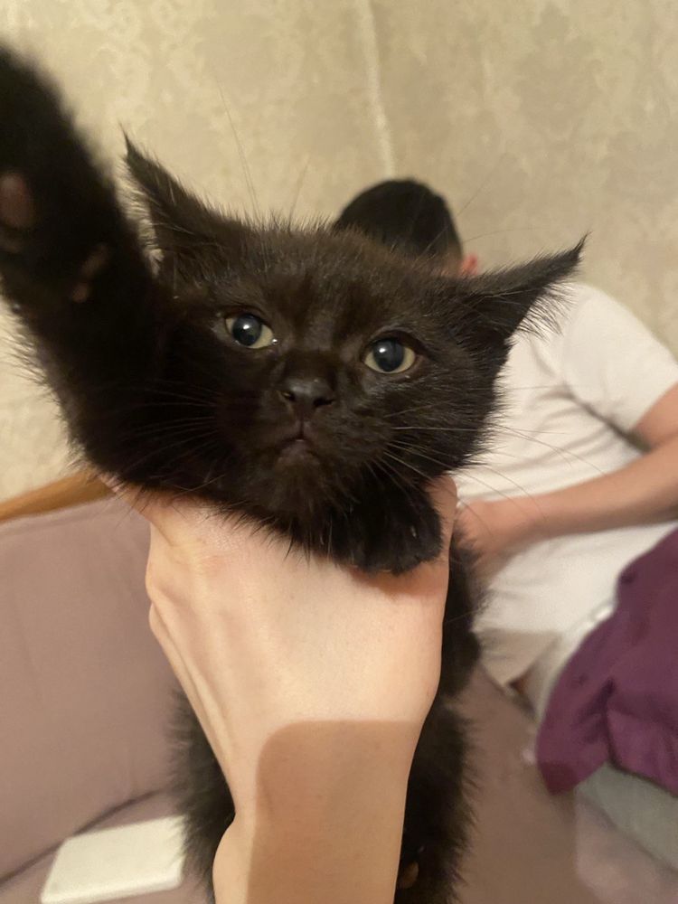 Отдам котенка в добрые руки