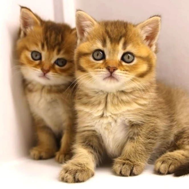 БритАнскКие коТятА