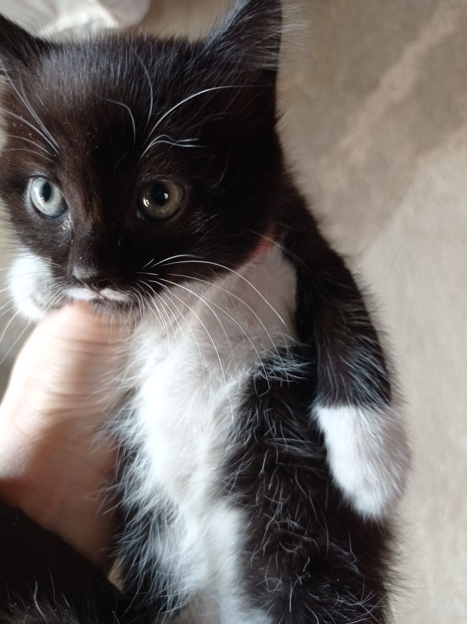 Отдам котят в хорошие руки