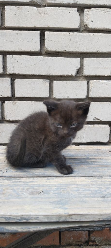Котята,котята,котята