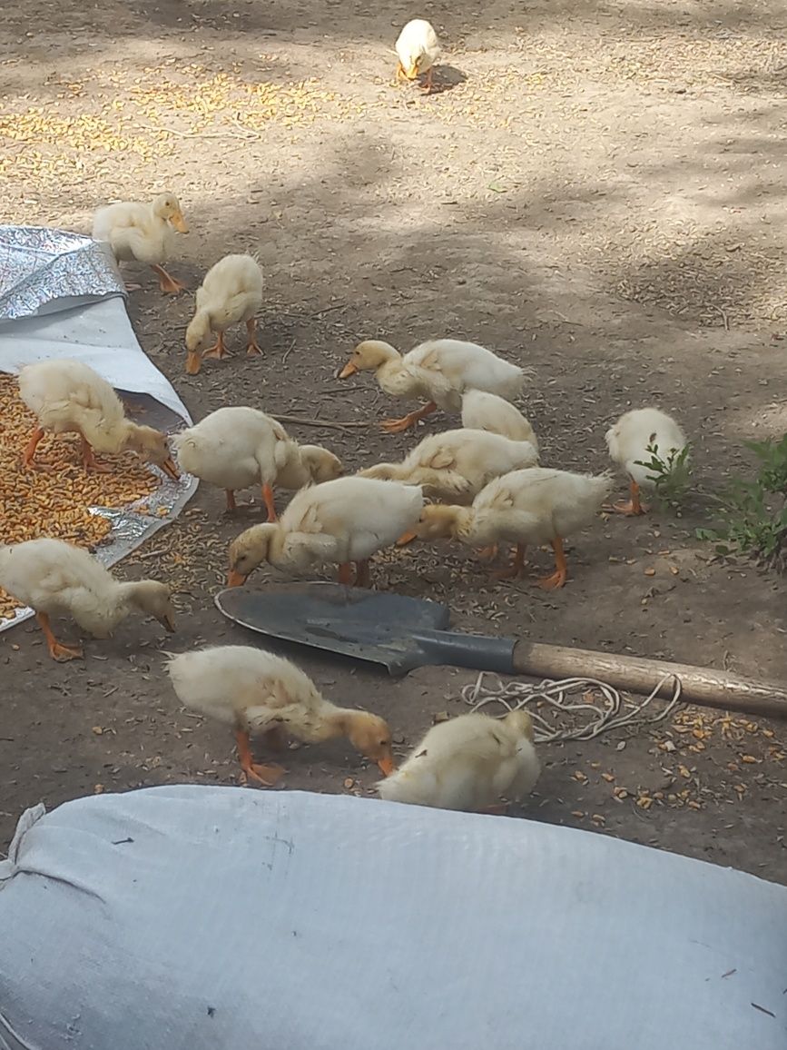 Продам утят ,стар 53