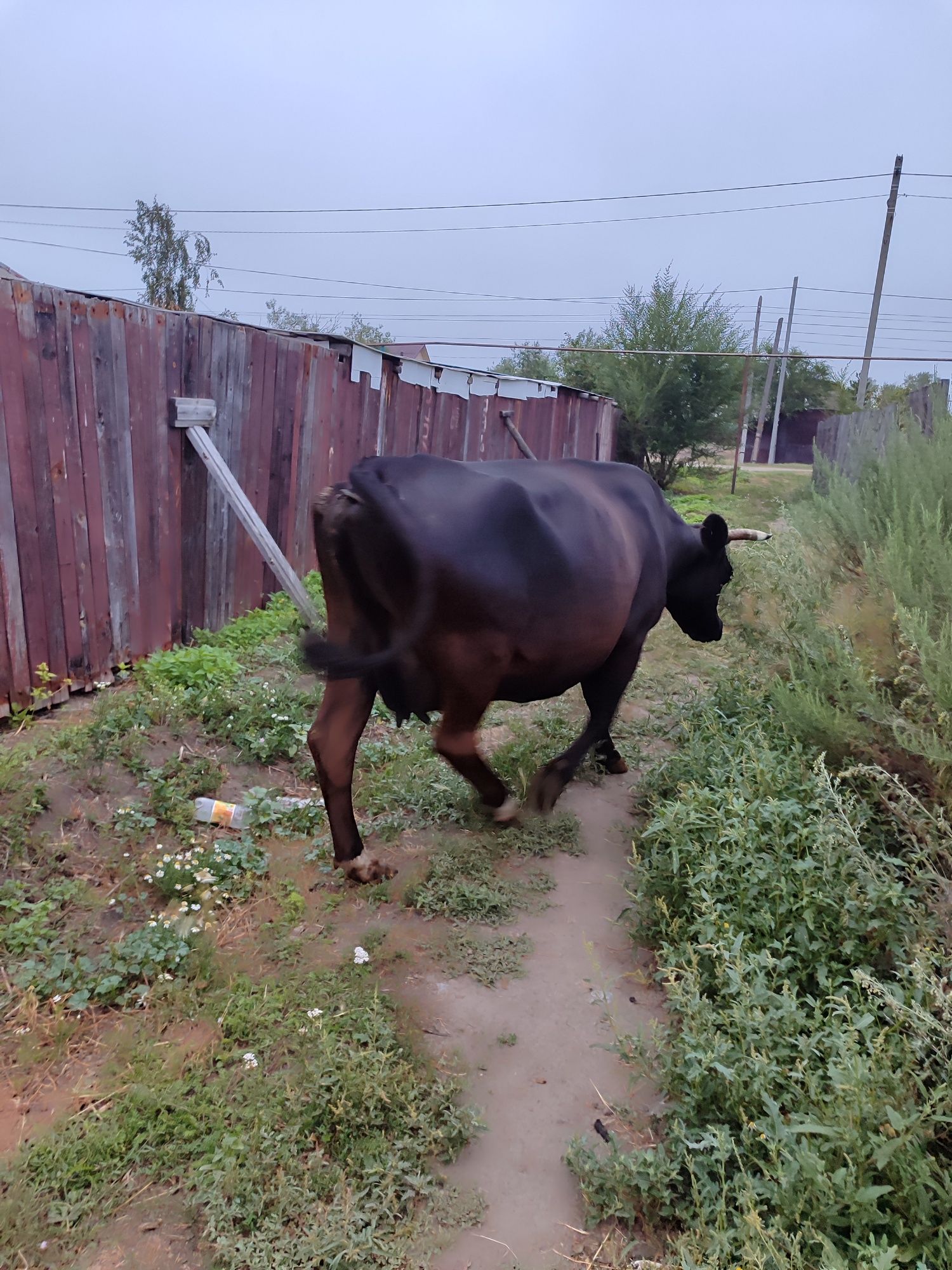 Продам 2-х коров дойных