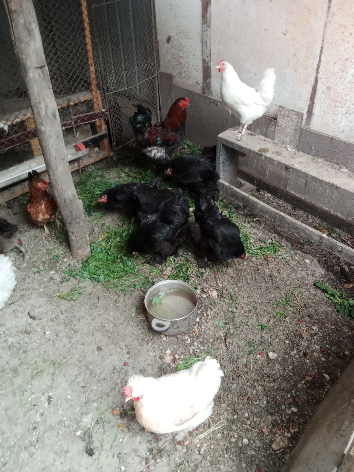 Продам домашних куреи