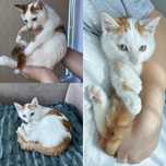 Красивая маленькая кошечка, красивого окраса, ищет дом и любящую семью