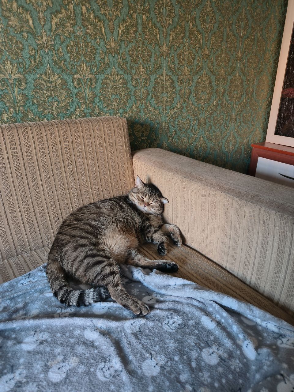 Шотландский кот страйт