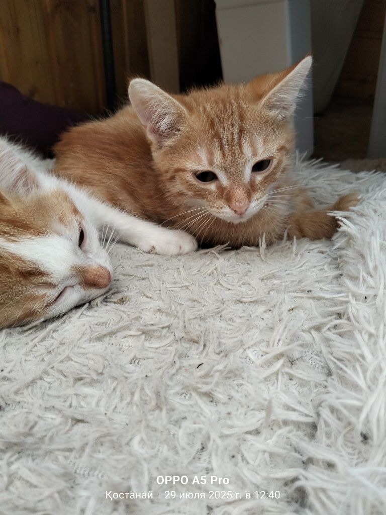Отдам котят в добрые руки