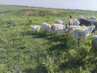 Продам коз, разной породы