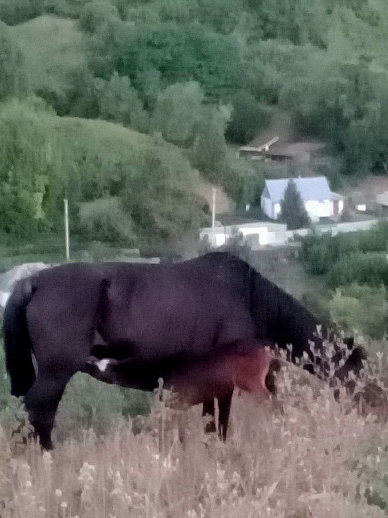 Продам кобыла с жеребенкам