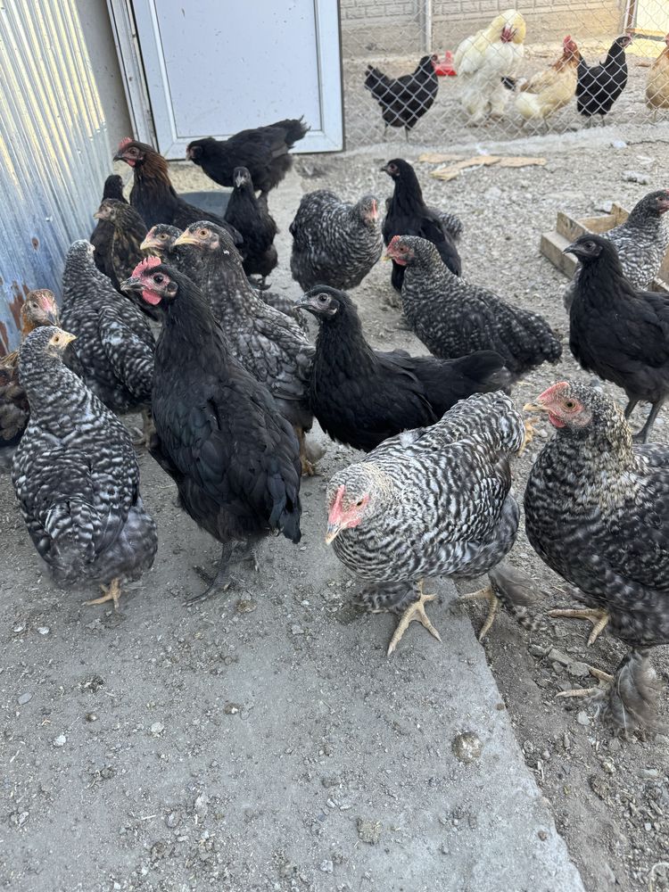 Продам циплят 2 месячных
