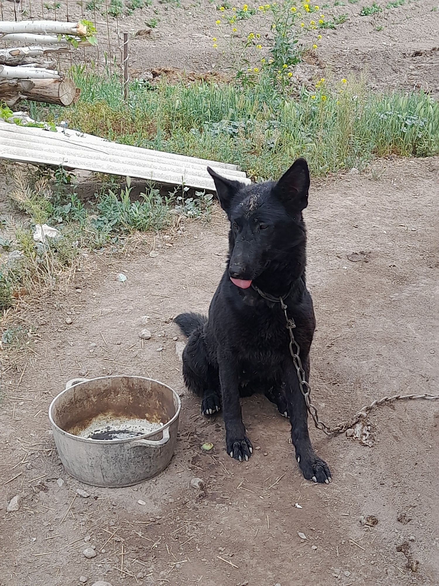 Немецкий овчарка