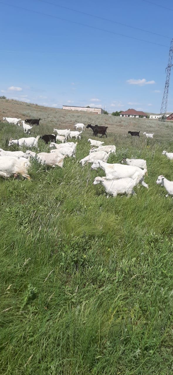 Ешкі сатылады сауынды ешкі ешки сүтті ешкі