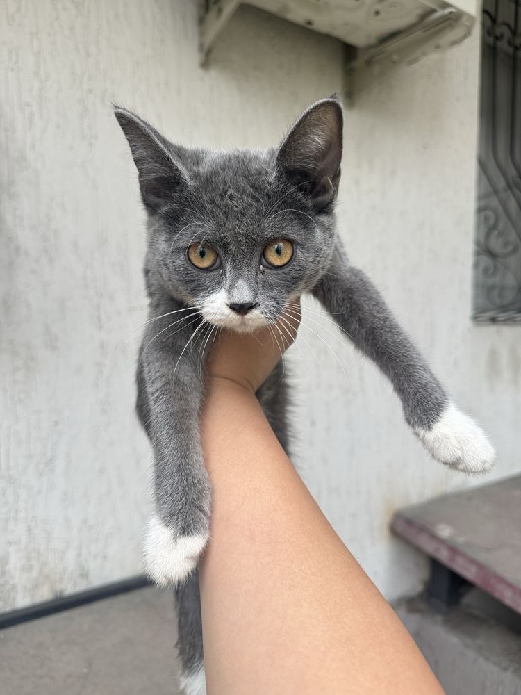 Отдам котенка бесплатно ласковый