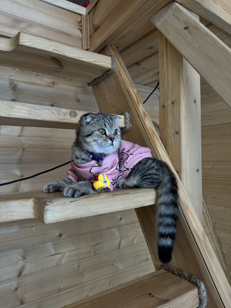 породистые котята