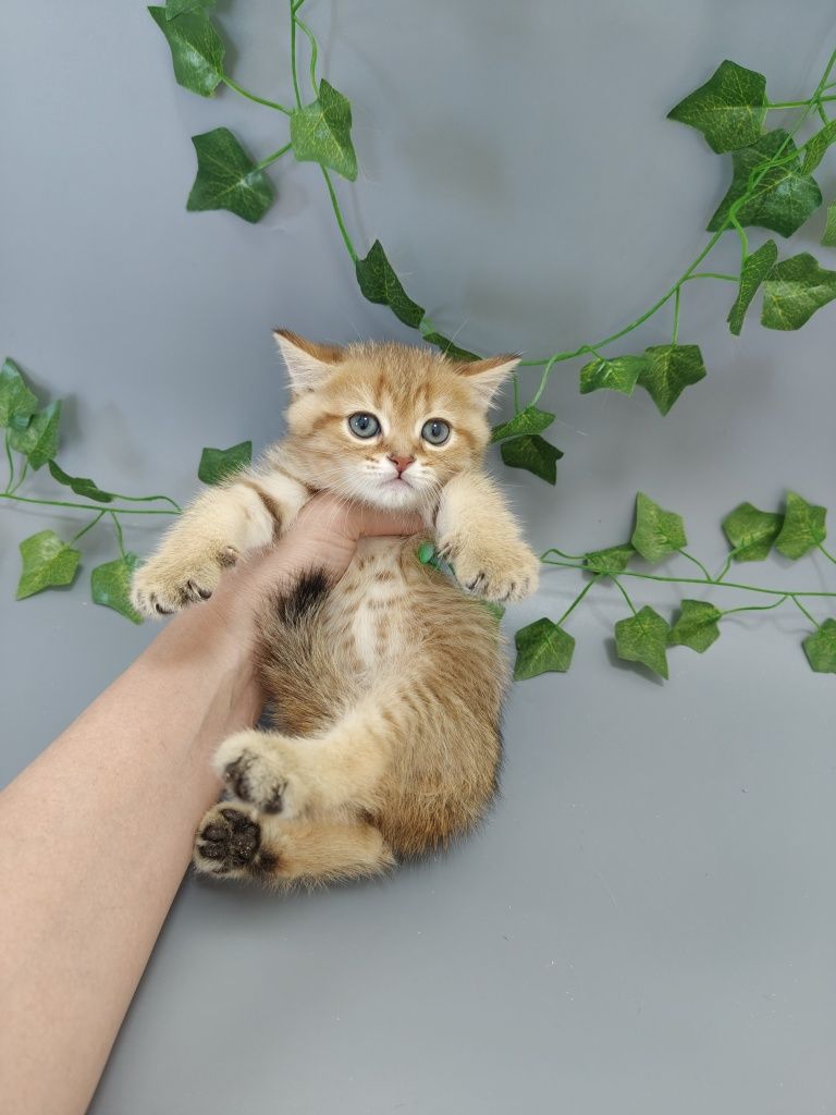 Котик Шиншилла ny11