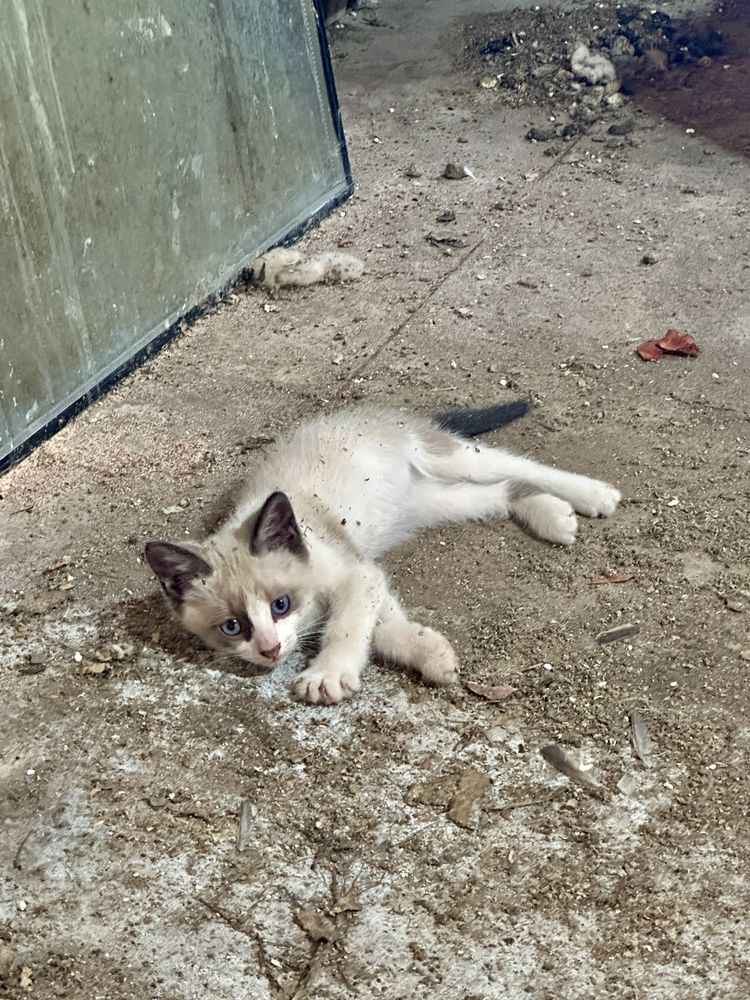 Отдам котят в добрые руки