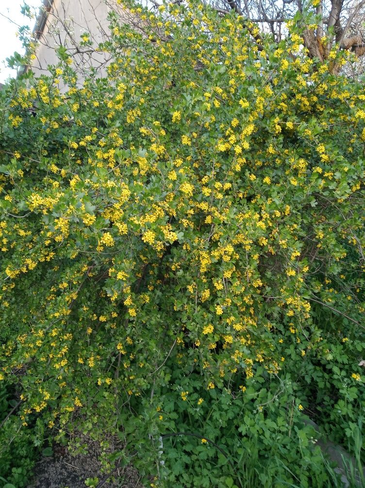 Саженцы крыжовника,сморжовника,войлочной вишни( китайка)