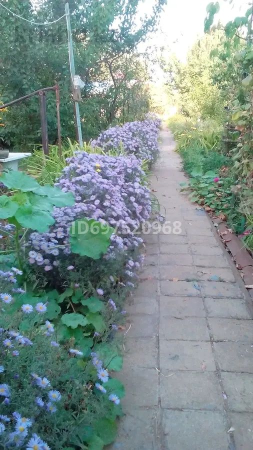 Продам дачу, на высоком берегу реки Чаган