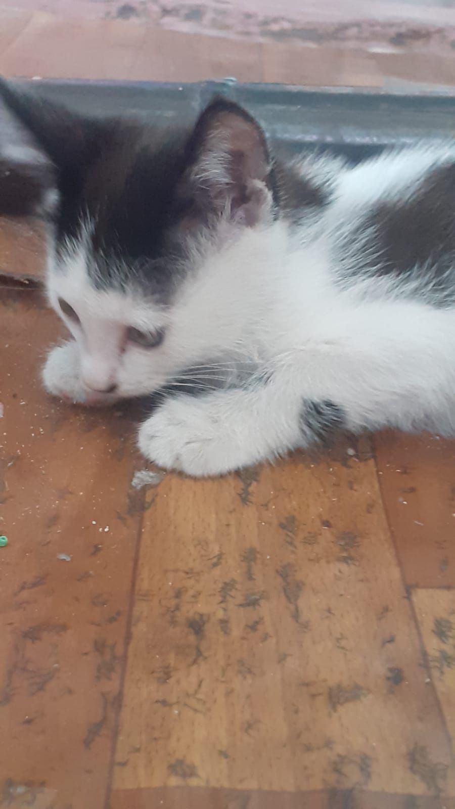 Отдам котят домашних