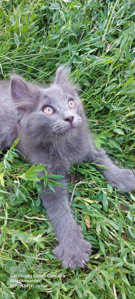 Британские котята.