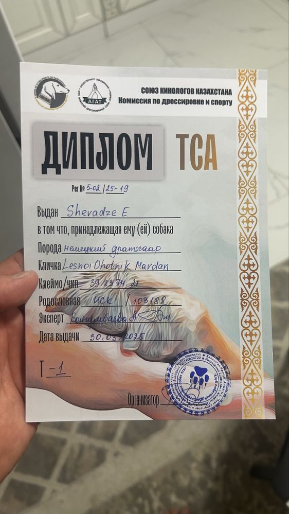 Продам дратхаара с родословной