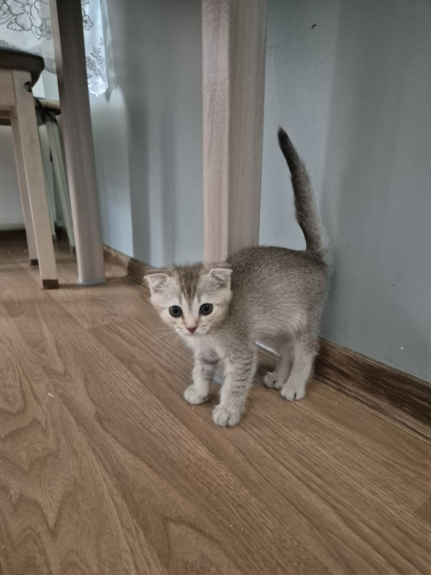 Продам породистых котят