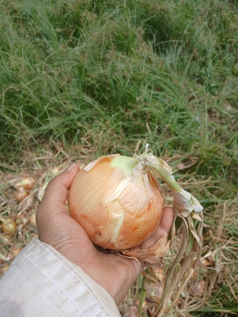 Лук репчатый саката