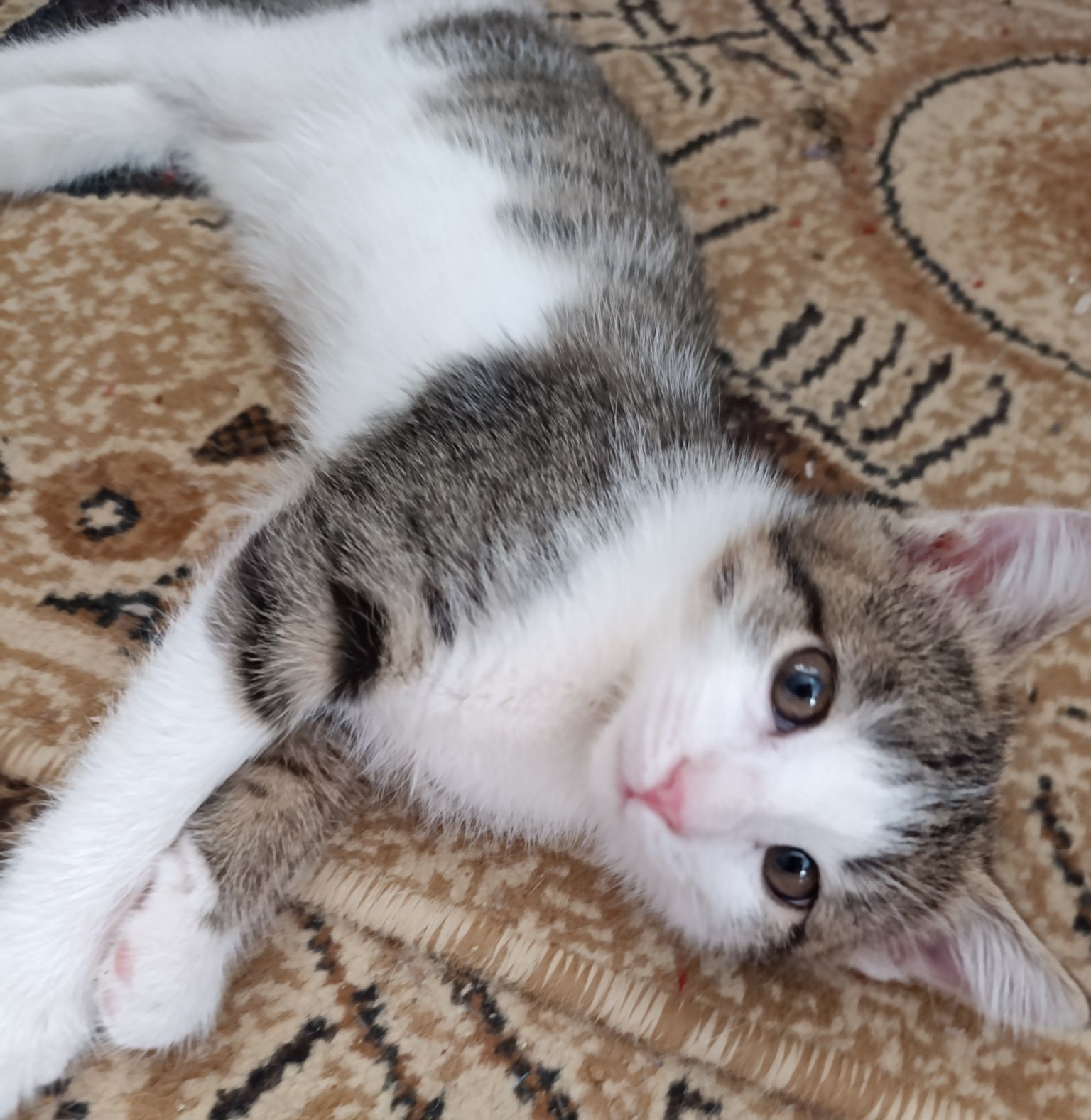 Котята Кызылорда
