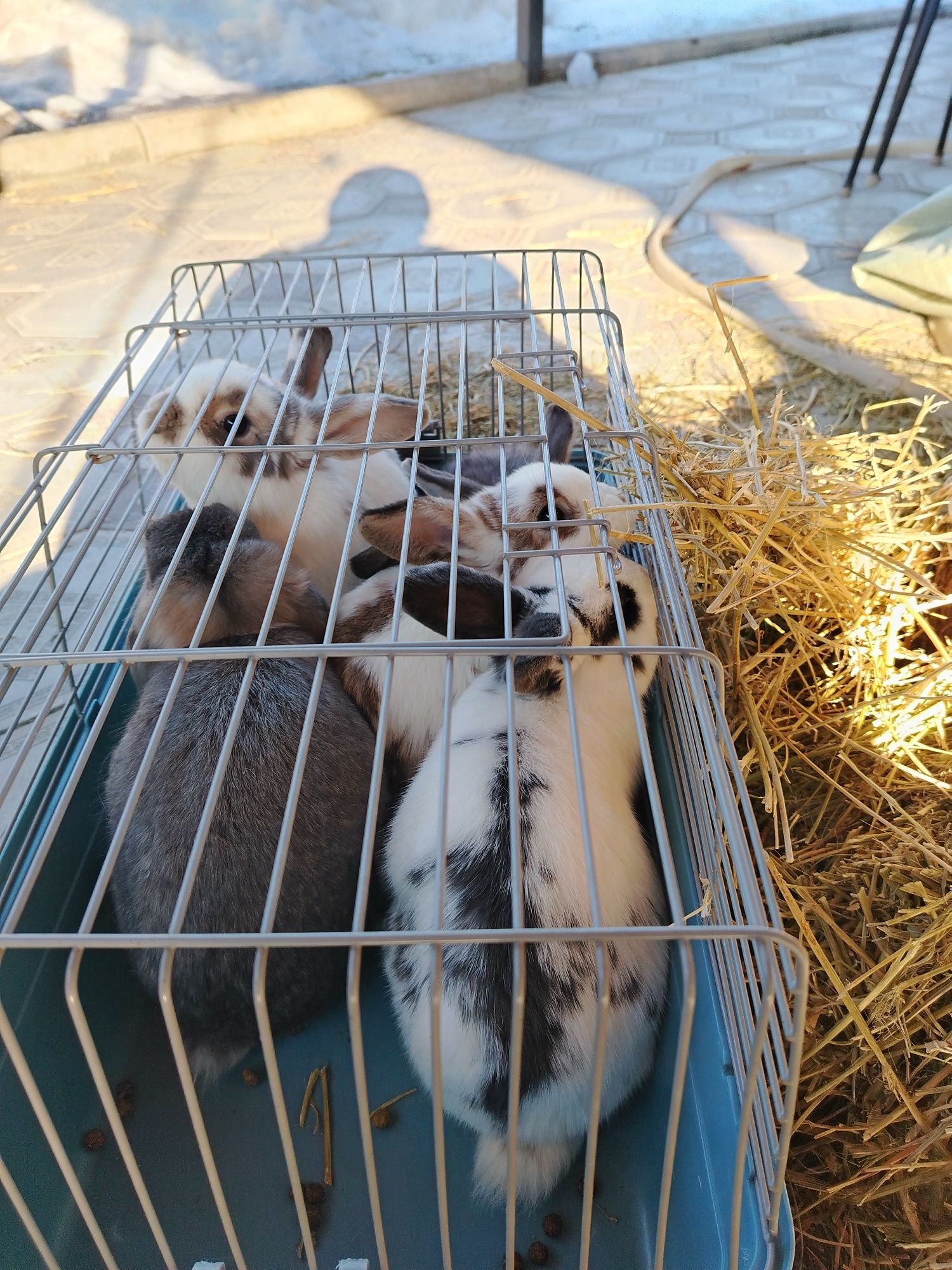 Продам декоративных кроликов. Пародистые.