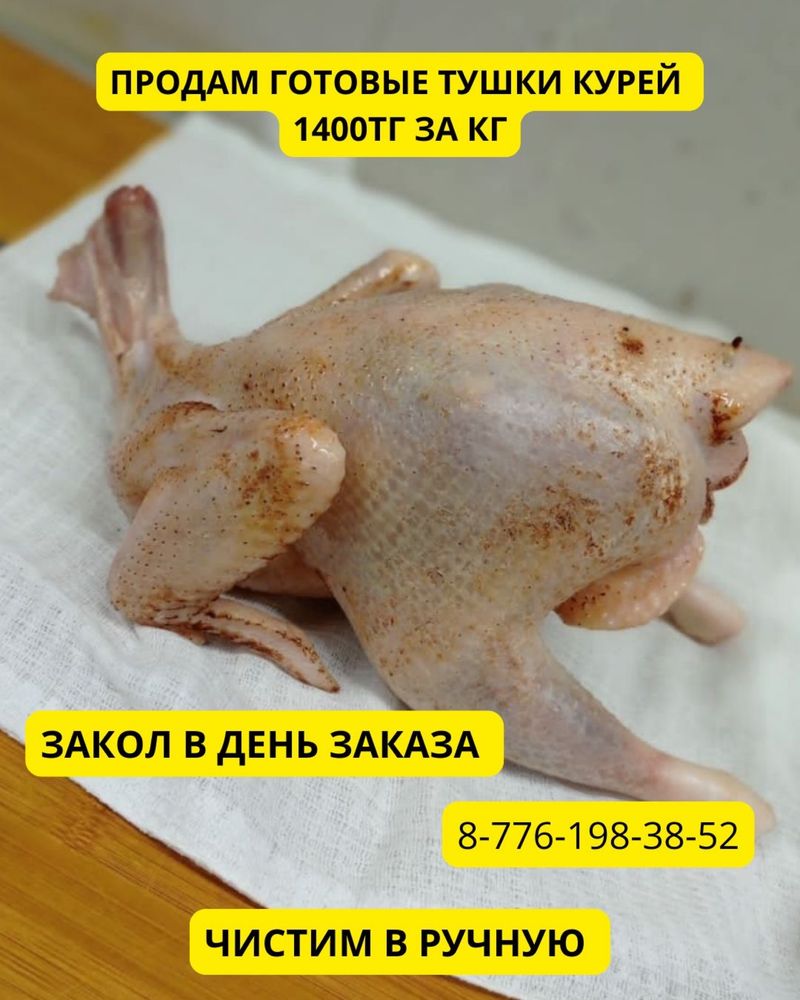 Продам тушки курей несушек