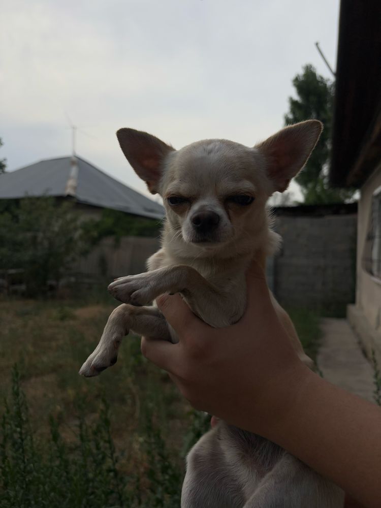 собака чихуахуа, мальчик