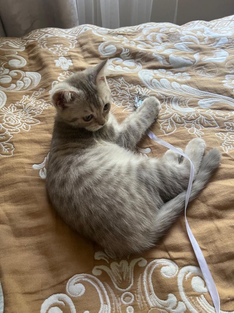 Котенок шотландская вислоухая