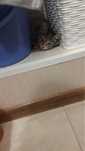 Отдам котенка в добрые руки