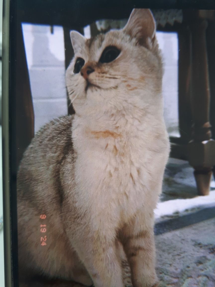 Продам британского кота
