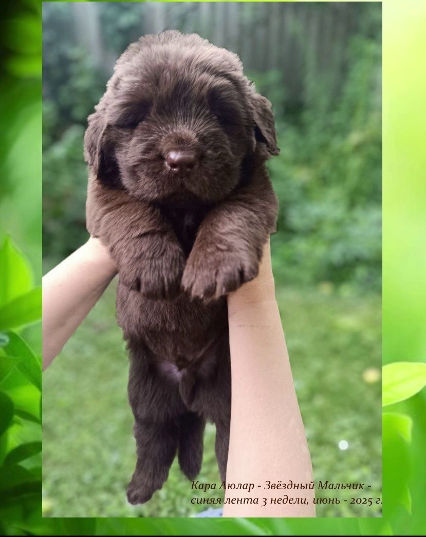 Щенки Ньюфаундленда 
В питомник
