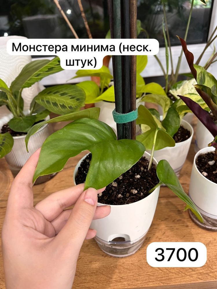 Комнатные растения