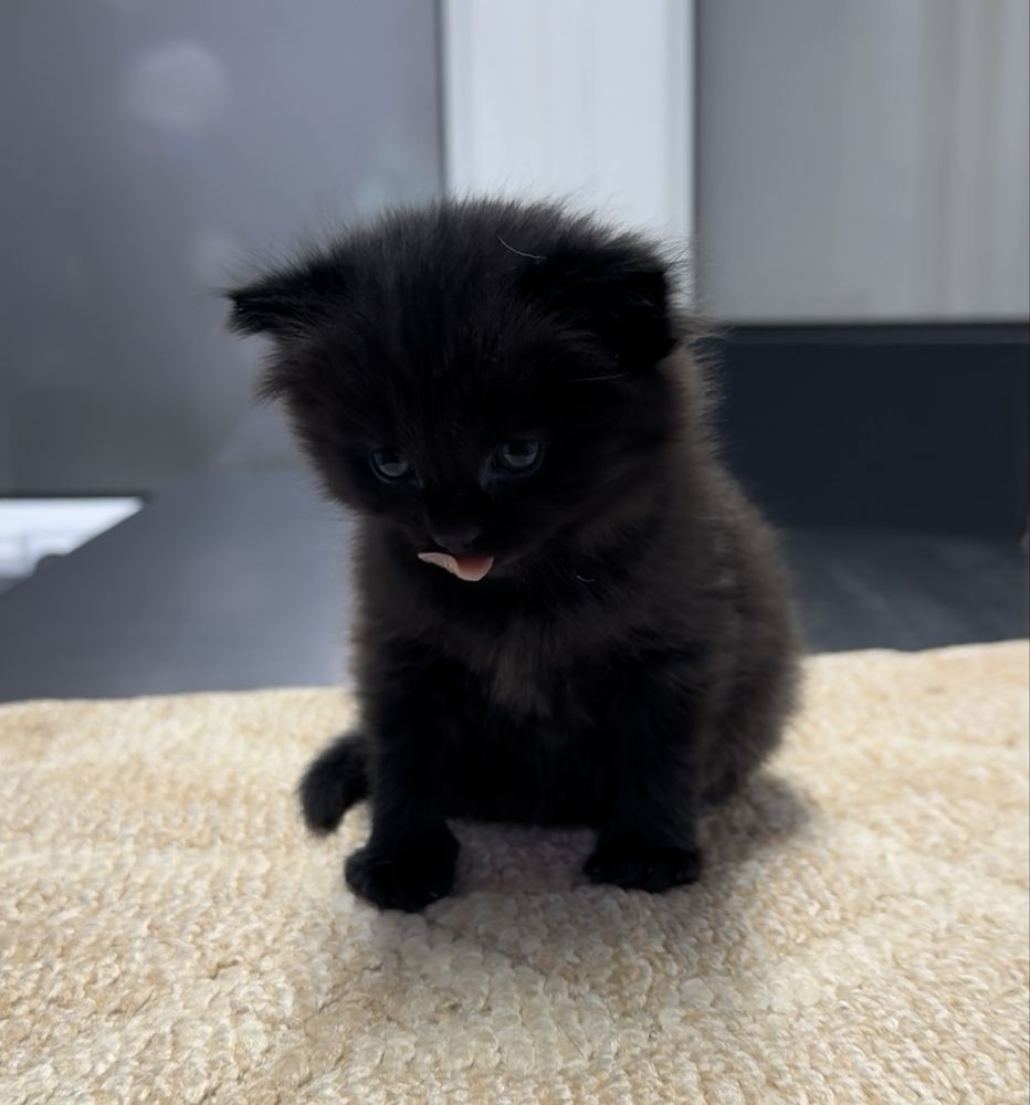 Котенок крысолов