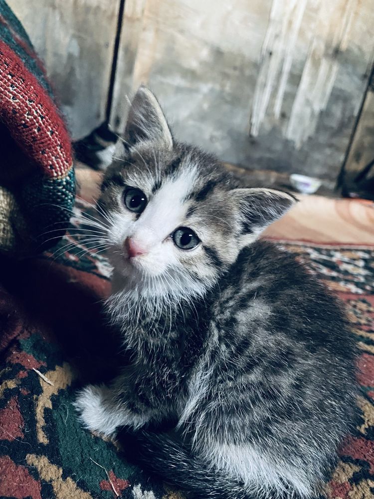 Отдам котят в хорошие руки,трое мальчиков и одна девочка!